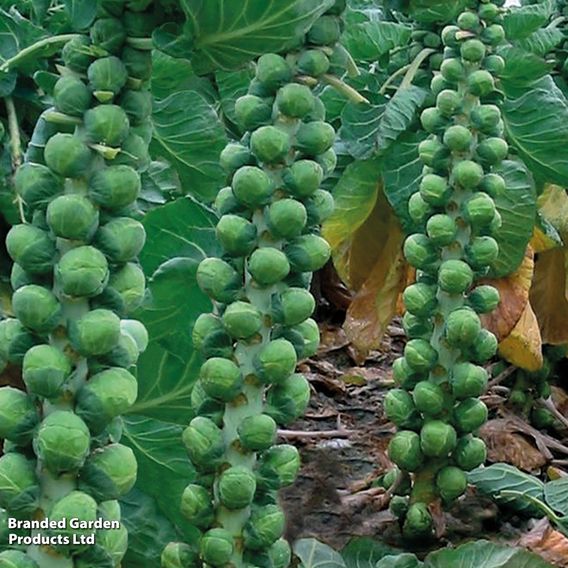 Brussels Sprout 'Brodie' F1 - Seeds