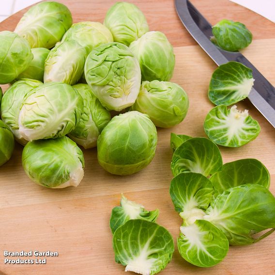 Brussels Sprouts 'Groninger' - Organic Seeds