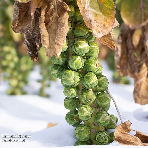 Brussels Sprout 'Long Island' - Seeds