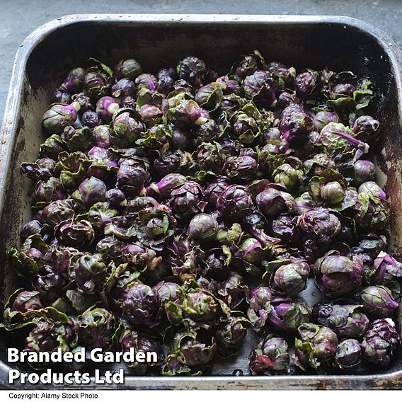 Brussels Sprout 'Red Darling'