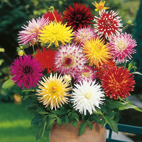 Dahlia Double Cactus Mix - Seeds