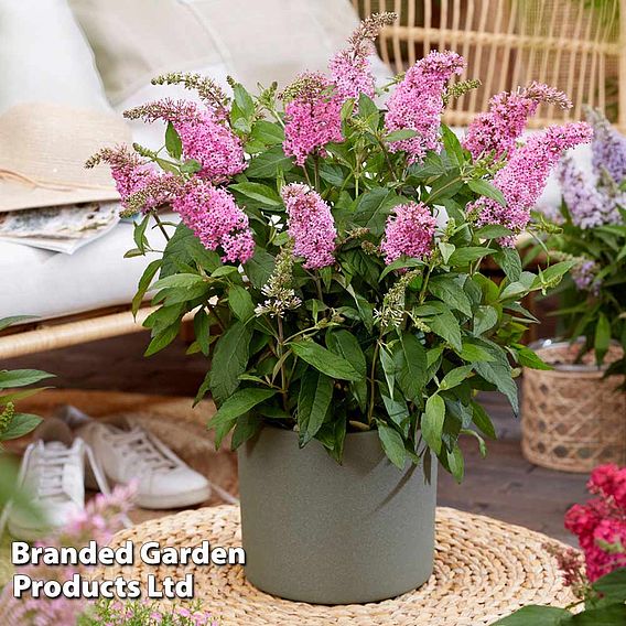 Buddleja 'Butterfly Candy Little Pink'