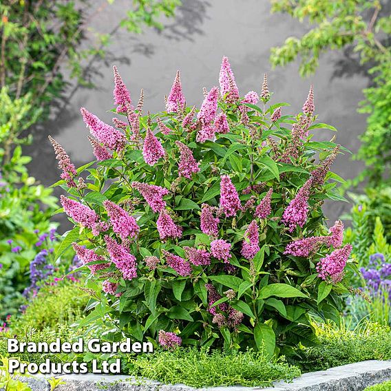 Buddleja 'Butterfly Candy Little Pink'