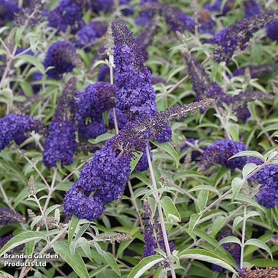 Buddleja davidii 'Adonis Blue'