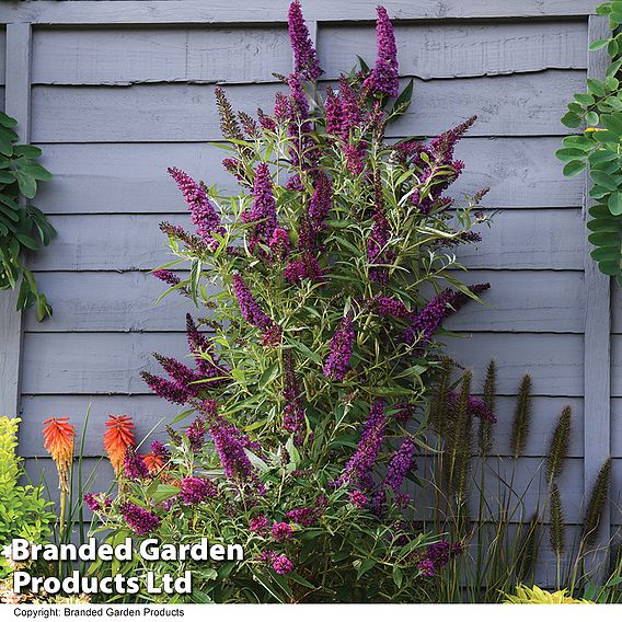 Buddleja 'Butterfly Towers Duo'