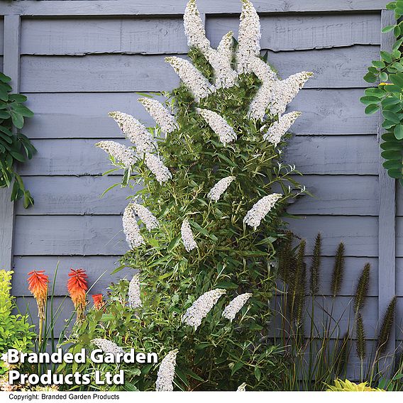 Buddleja 'Butterfly Towers Duo'