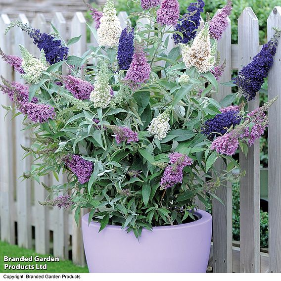 Buddleja 'Buzz® Collection'