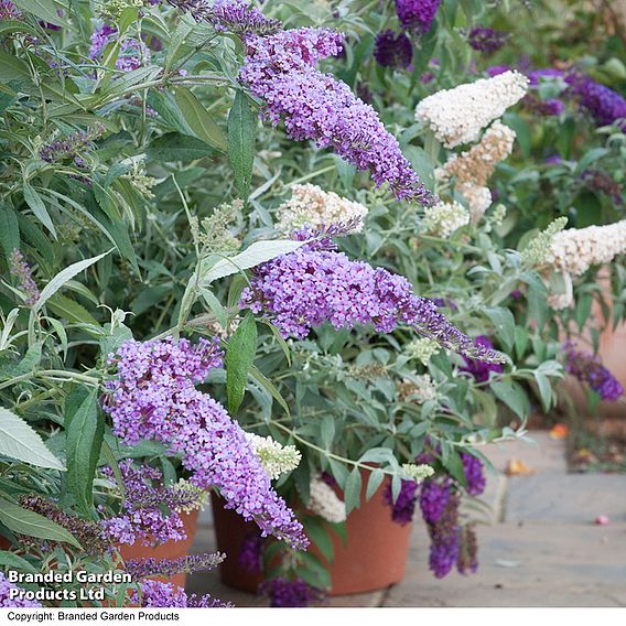 Buddleja 'Buzz® Collection'