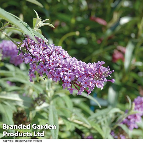 Buddleja 'Buzz® Lavender’