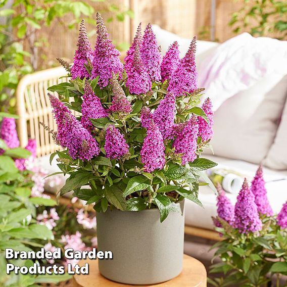 Buddleja 'Butterfly Candy Little Cerise'