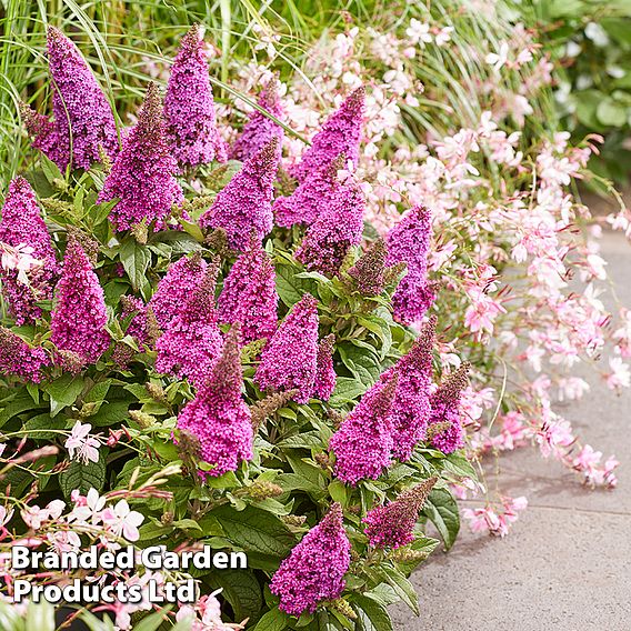 Buddleja 'Butterfly Candy Little Cerise'