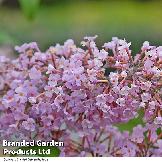 Buddleja 'Pink Delight'