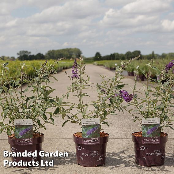 Buddleja davidii 'Psychedelic Sky'