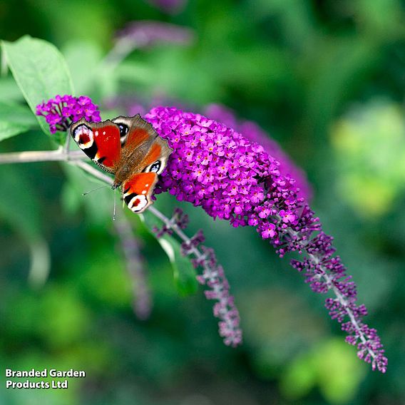 Buddleja davidii 'Royal Red'