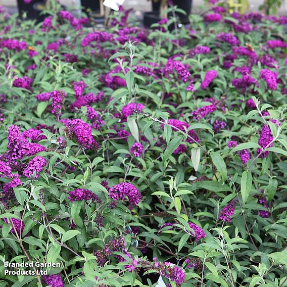 Buddleja davidii 'Royal Red'