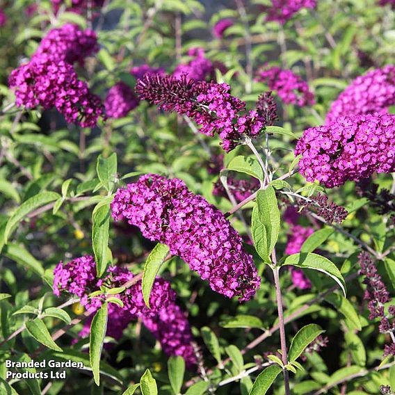 Buddleja davidii 'Royal Red'