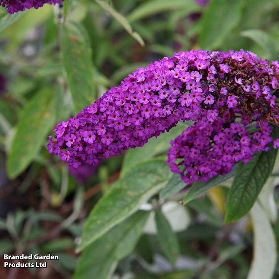 Buddleja davidii 'Royal Red'