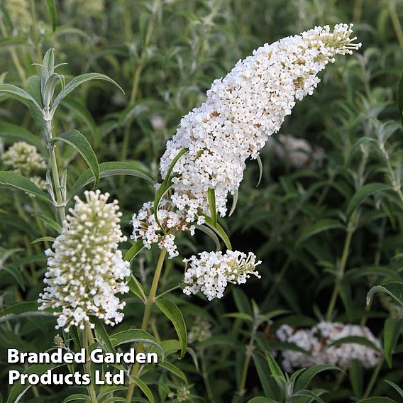 Buddleja davidii 'White Profusion'