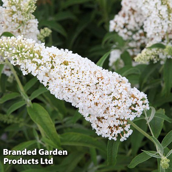 Buddleja davidii 'White Profusion'