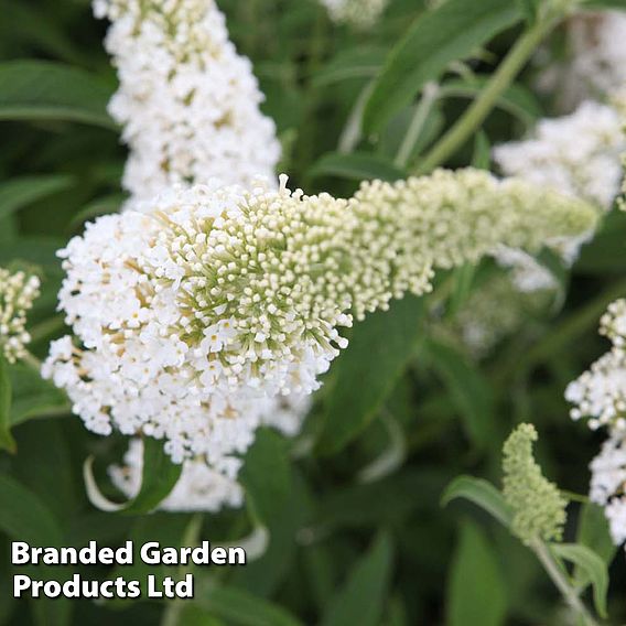 Buddleja davidii 'White Profusion'