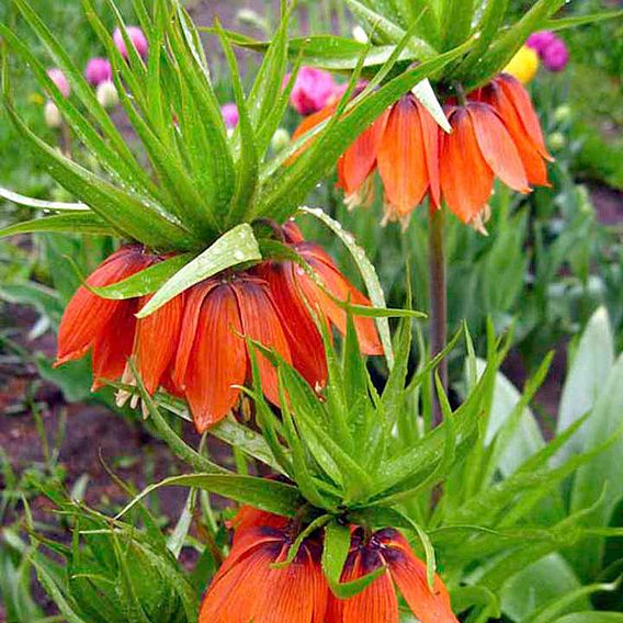 Fritillaria Imperialis (Crown Imperial) Bulbs - Rubra Maxima | Suttons