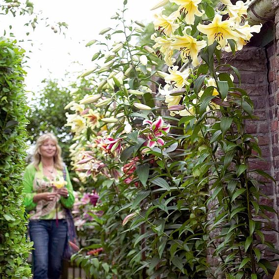 Tree Lily 'Honeymoon'