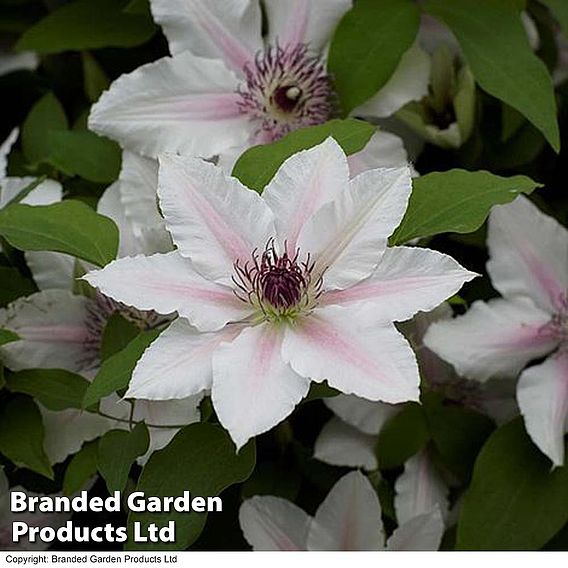 Clematis The Countess Of Wessex™ evipo073