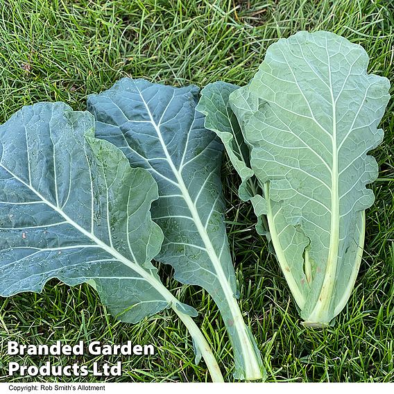 Cabbage 'Collard Hi-Crop' F1 - Seeds