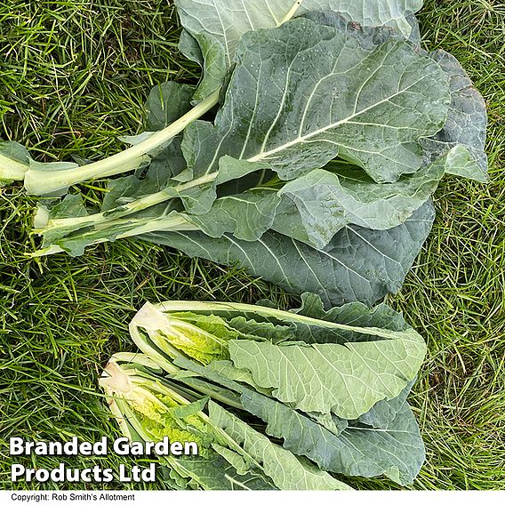 Cabbage 'Collard Hi-Crop' F1 - Seeds