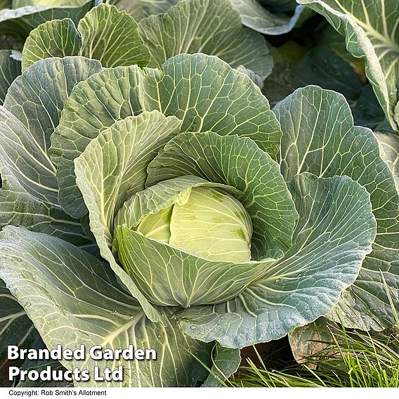 Cabbage 'Green Rich F1 (Summer/Autumn)' - Seeds