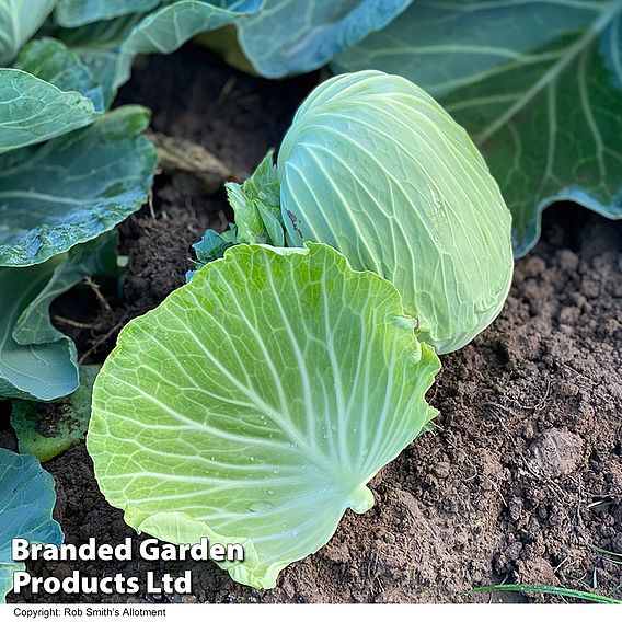 Cabbage 'Green Rich F1 (Summer/Autumn)' - Seeds