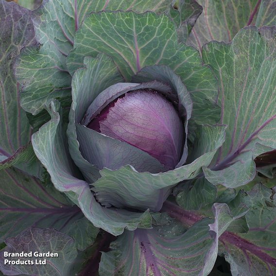 Cabbage 'Pink Star'