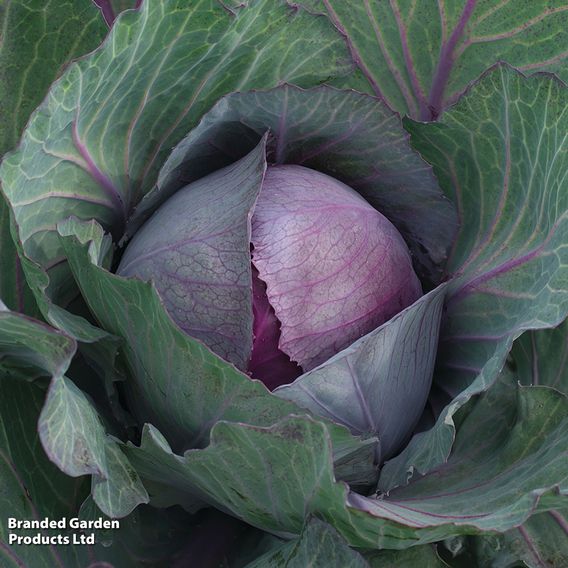 Cabbage 'Pink Star'