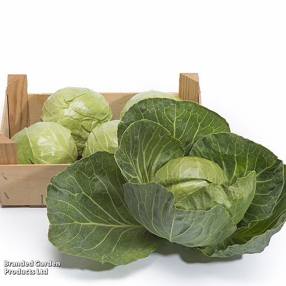 Cabbage 'Prestar' F1 - Seeds