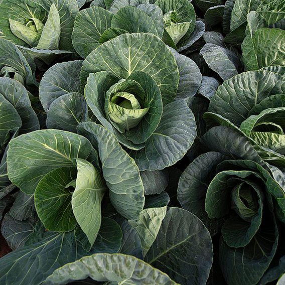 Cabbage 'Verve' F1 (Spring Greens) - Seeds