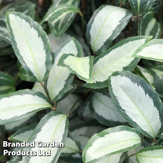 Calathea picturata 'Argentea'