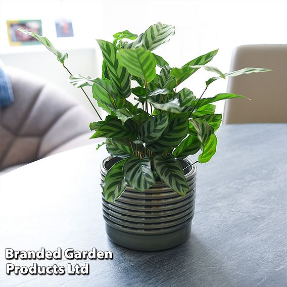 Calatheas concinna 'Freddie'