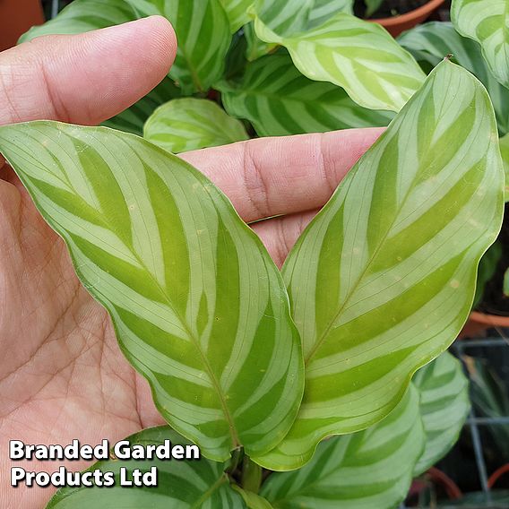 Calatheas concinna 'Freddie'