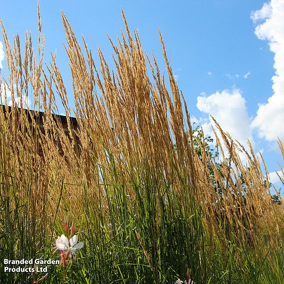 Calamagrostis x acutiflora 'Karl Foerster'