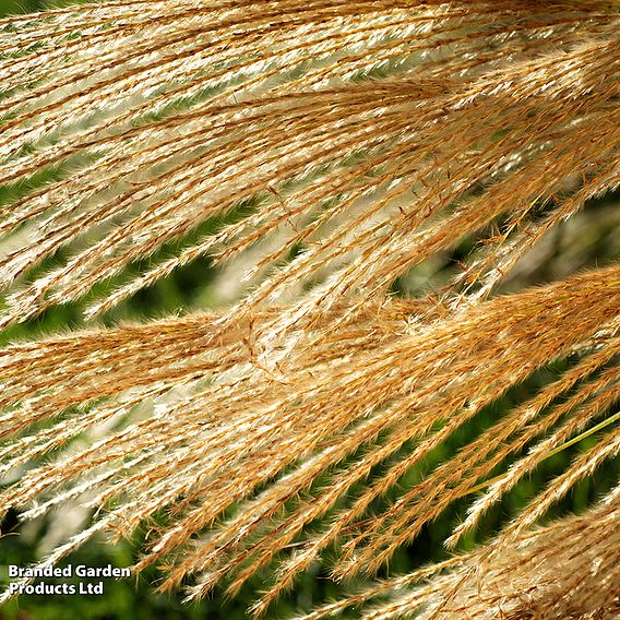 Calamagrostis x acutiflora 'Karl Foerster'