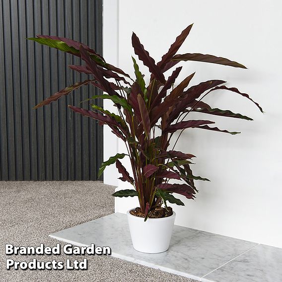 Calathea rufibarba