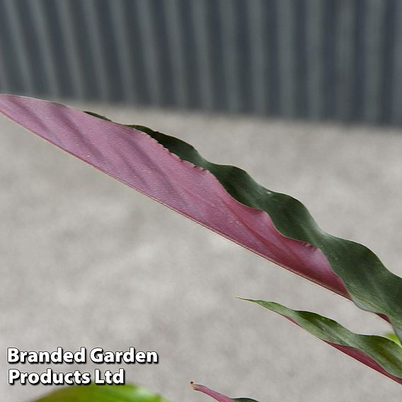 Calathea rufibarba