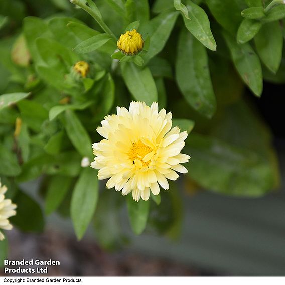 Calendula officinalis 'Double Lemon' - Seeds