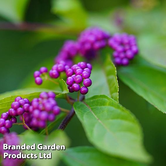 Callicarpa kwangtungensis