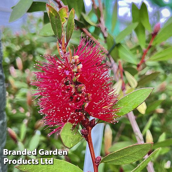 Callistemon laevis