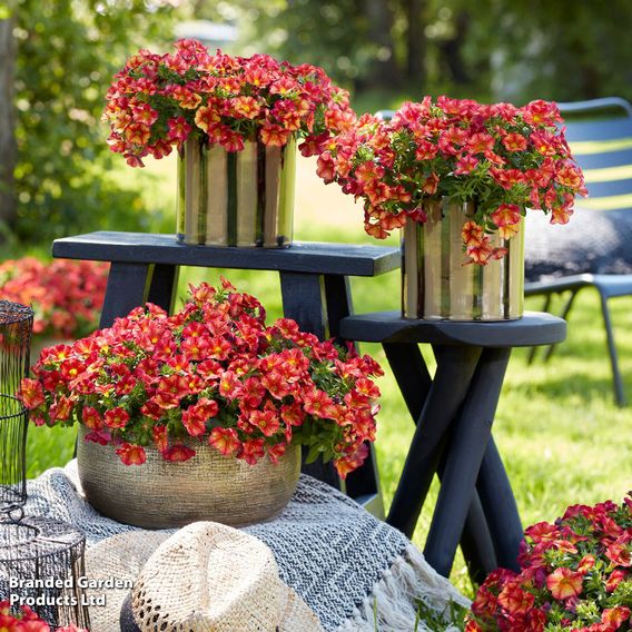 Calibrachoa 'Uno Bakari'