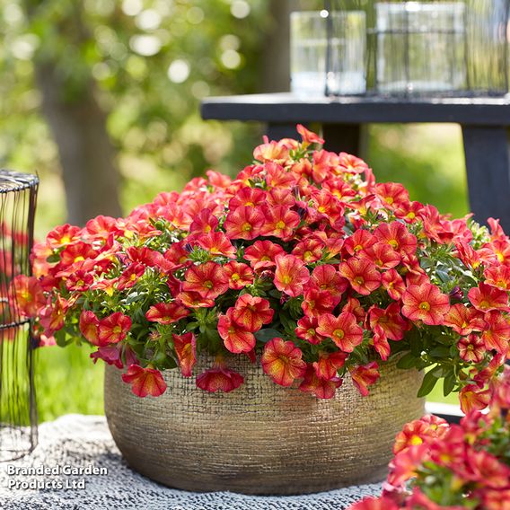 Calibrachoa 'Uno Bakari'