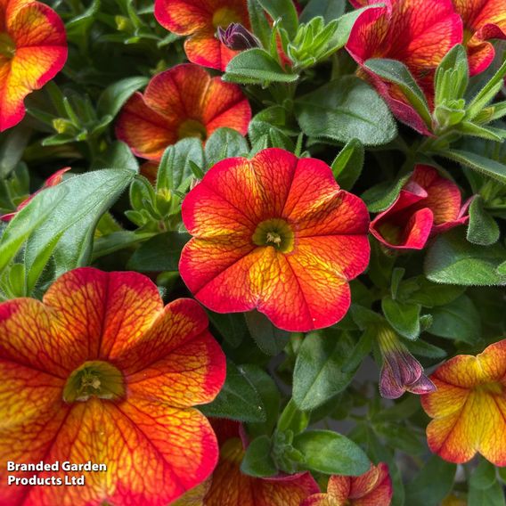 Calibrachoa 'Uno Bakari'