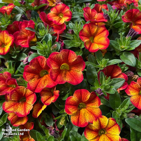 Calibrachoa 'Uno Bakari'