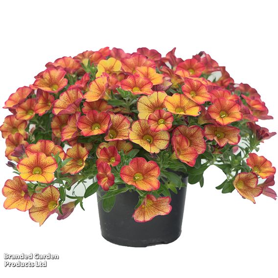 Calibrachoa 'Uno Bakari'